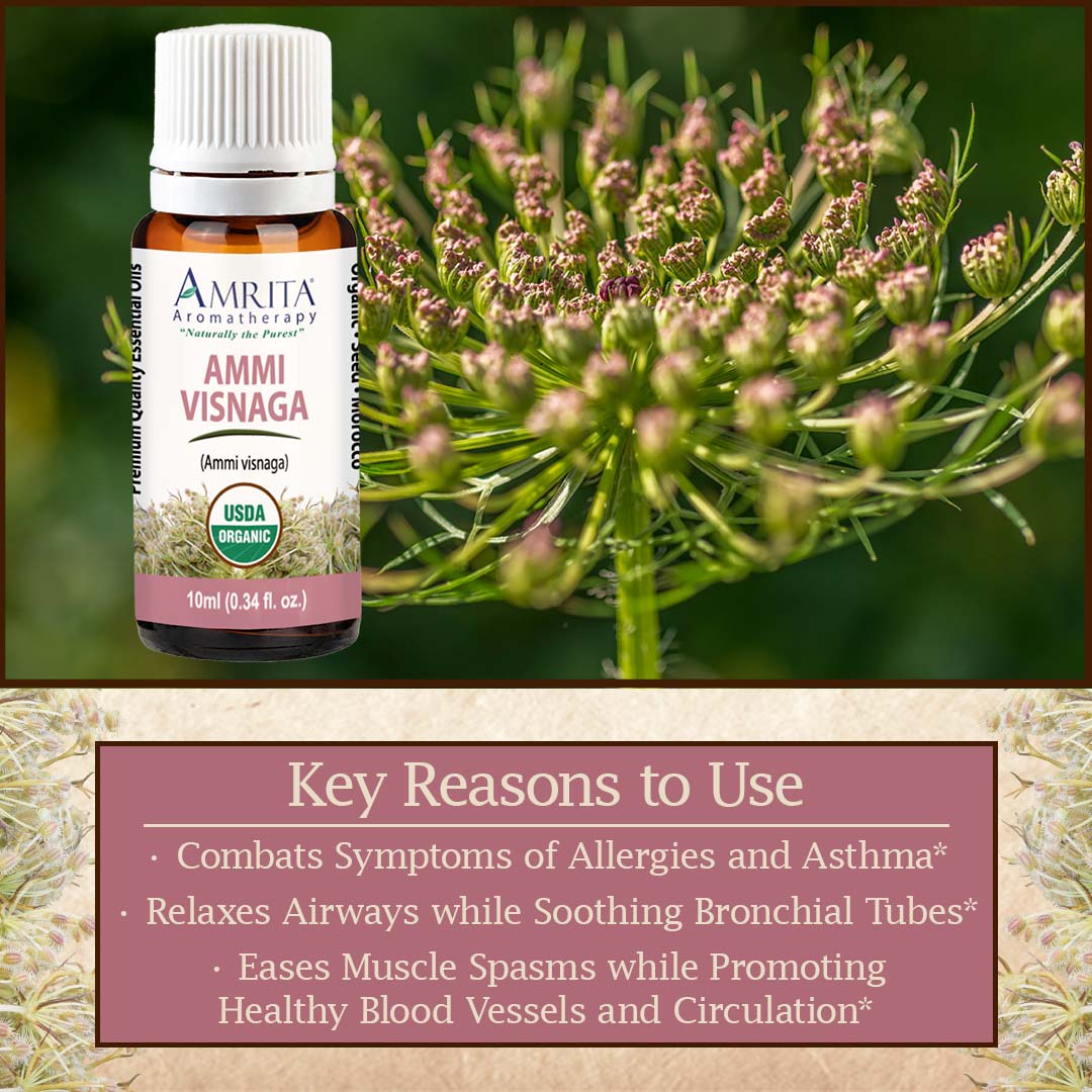 Click here to learn more about Ammi Visnaga