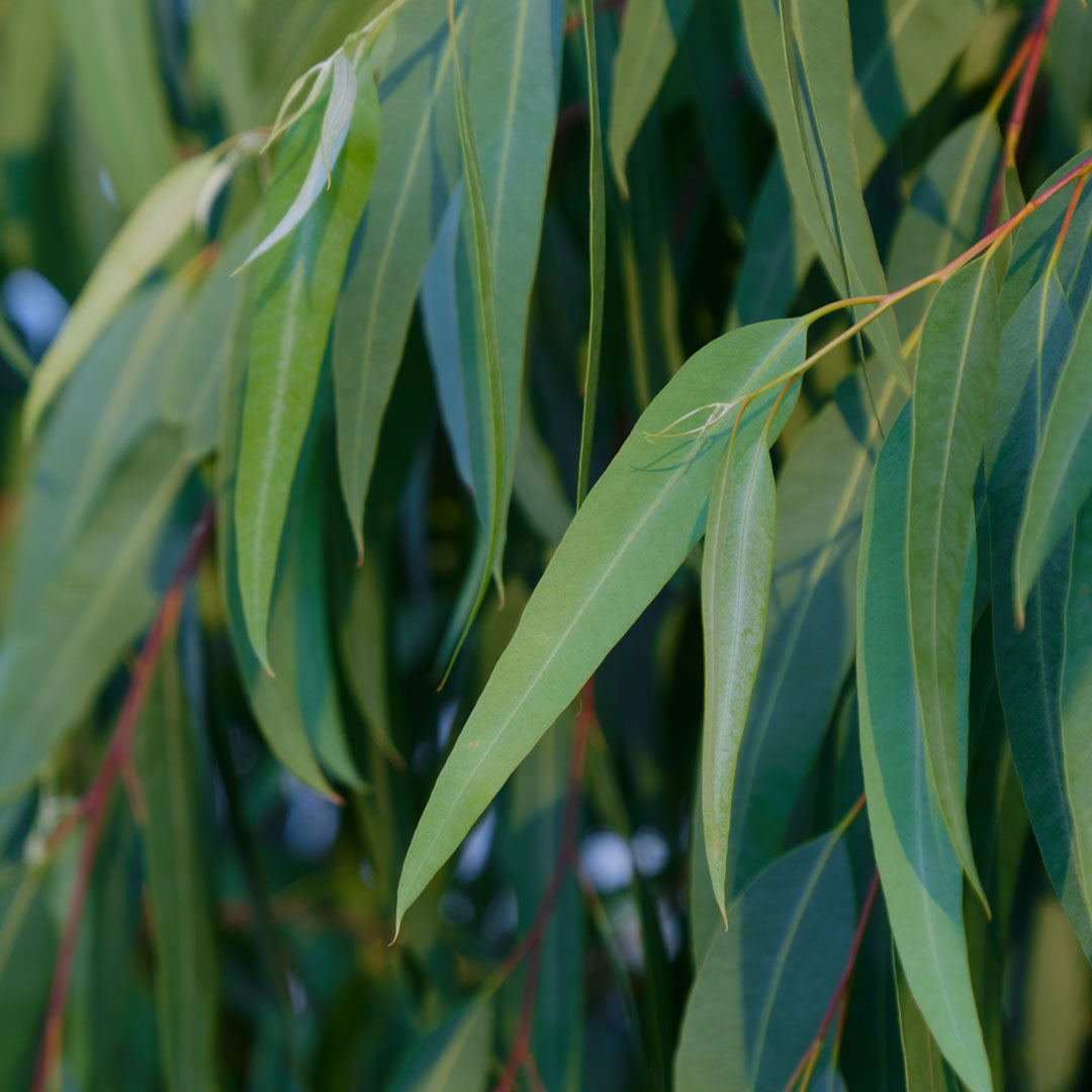 Click here to shop Eucalyptus Citriodora