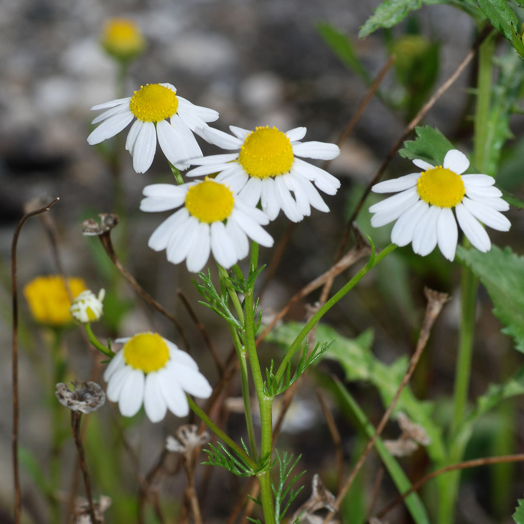 Click here for German Chamomile