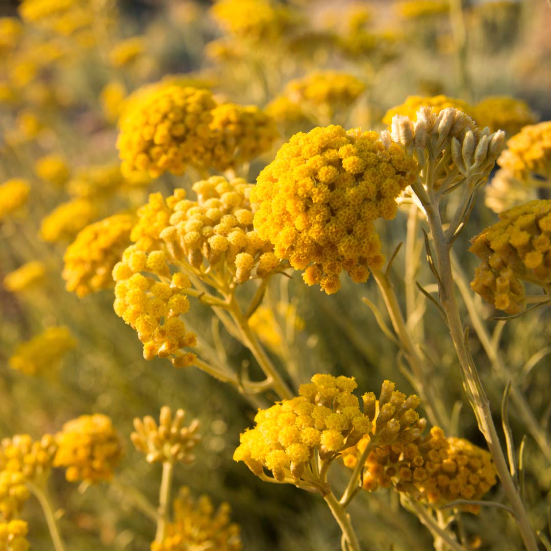 Click here to shop Helichrysum Serotinum