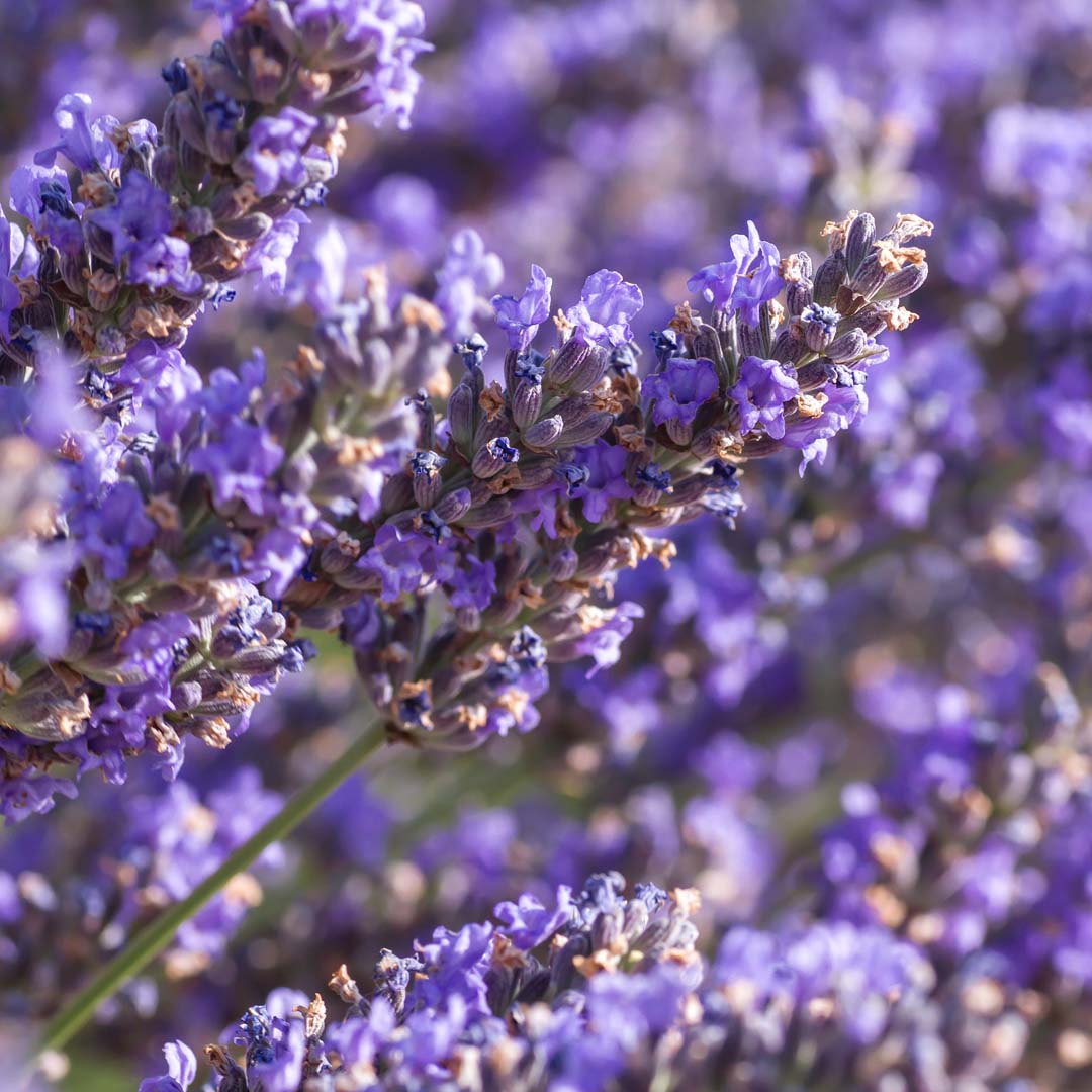 Click here for Lavender Extra