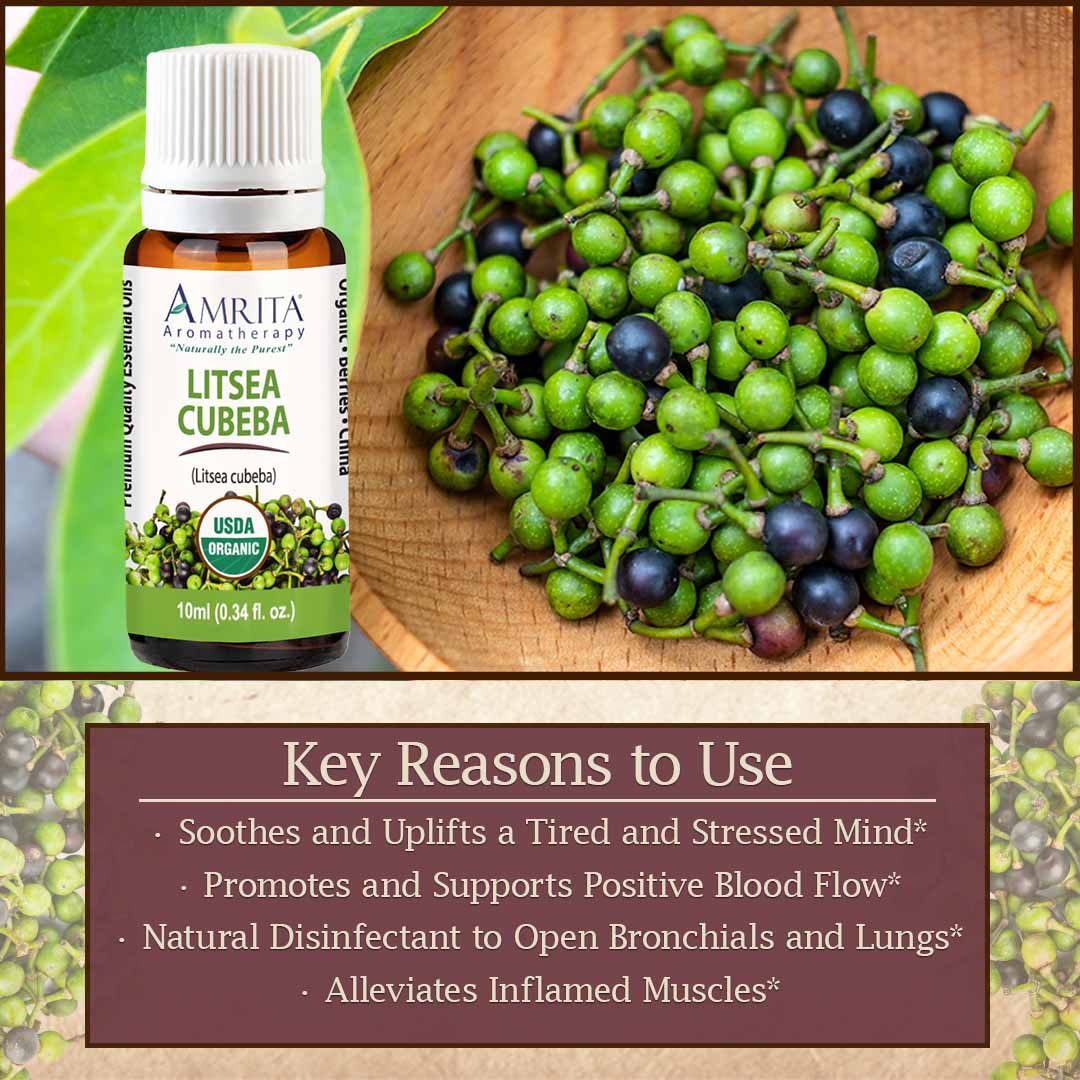 Click here to learn more about Litsea Cubeba