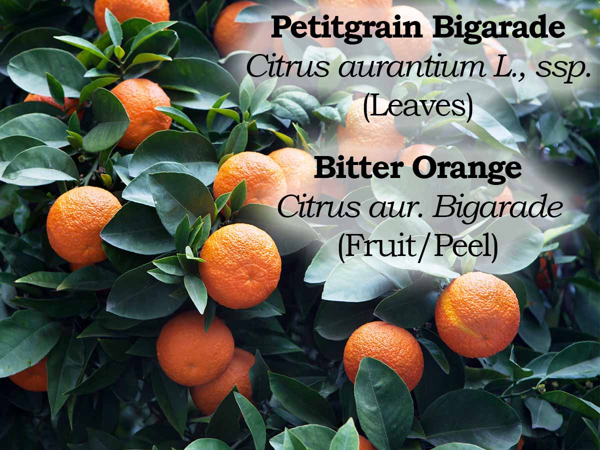 Click here to shop Petitgrain Bigarade