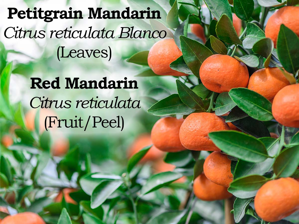 Click here to shop Petitgrain Mandarin