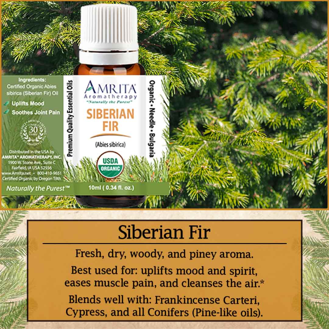 This or That: Balsam, Siberian, or Silver Fir - Amrita Aromatherapy ...